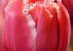 Tulipa Brest ® (3)